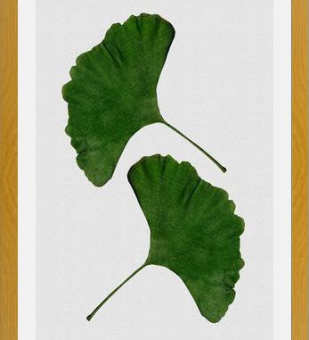 Cuadro Ginkgo Leaf II