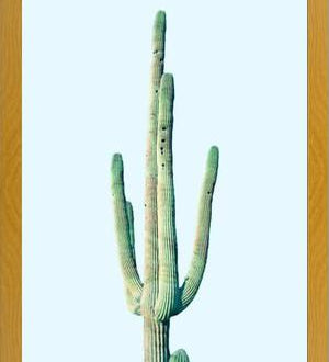 Cuadro Loner Cactus
