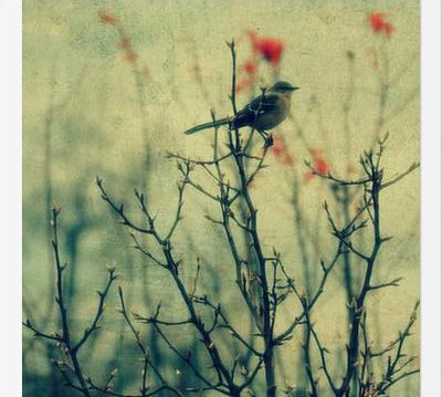 Cuadro Autumn Bird