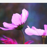 Cuadro Pink Cosmo