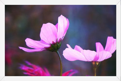 Cuadro Pink Cosmo