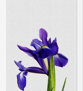 Cuadro Iris Still Life