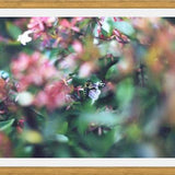 Cuadro Flores e insectos Nº6