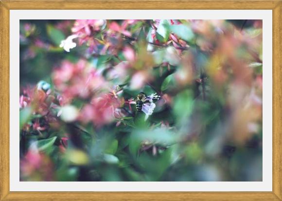 Cuadro Flores e insectos Nº6