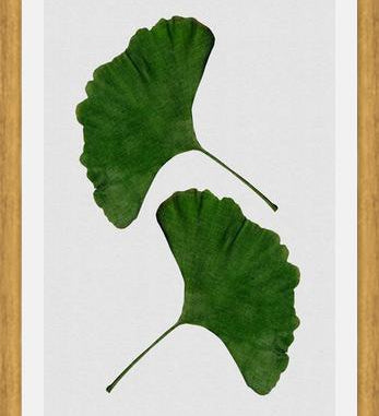 Cuadro Ginkgo Leaf II