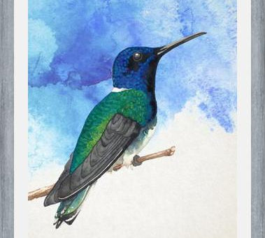 Enmarcado Colibrí azul