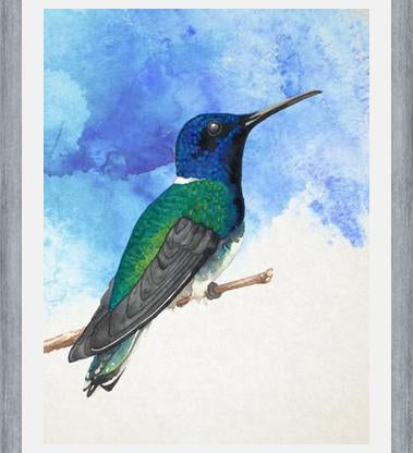 Enmarcado Colibrí azul