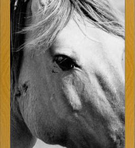 Cuadro horse