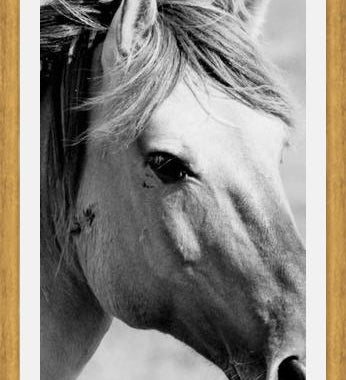 Cuadro horse