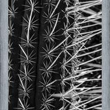 Cuadro Cactus