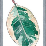 Cuadro Ficus Elastica