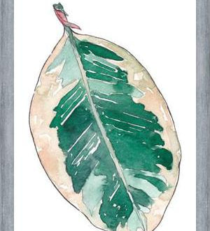 Cuadro Ficus Elastica