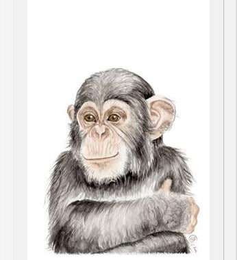 Cuadro Chimpancé