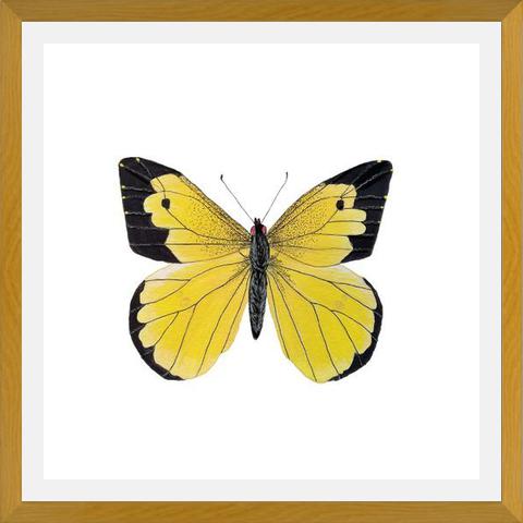 Cuadro Mariposa amarilla Boliviana