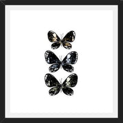 Cuadro Mottled Moth
