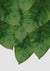 Canvas Banana Leaf III