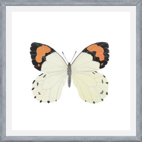 Cuadro Mariposa eroesa