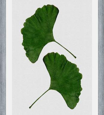 Cuadro Ginkgo Leaf II