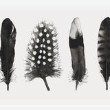 Cuadro Plumas Acuarela