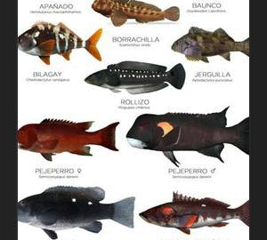 Cuadro Especies de Peces de Roca de Chile