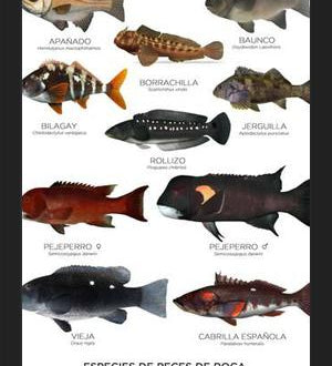 Cuadro Especies de Peces de Roca de Chile