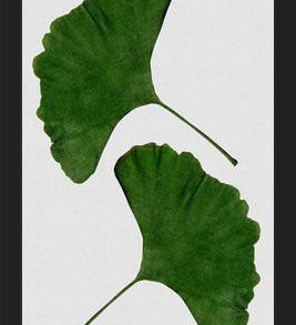 Cuadro Ginkgo Leaf II