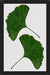Cuadro Ginkgo Leaf II