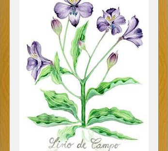 Cuadro alstroemeria
