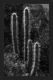 Cuadro Cactus Paisaje