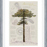 Cuadro Infografía Araucaria