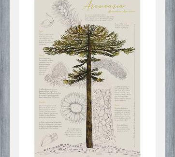 Cuadro Infografía Araucaria