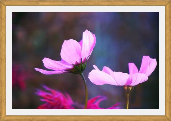 Cuadro Pink Cosmo