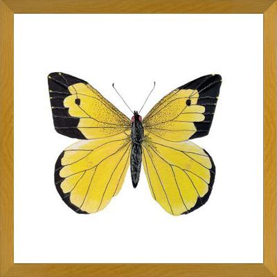 Cuadro Mariposa amarilla Boliviana