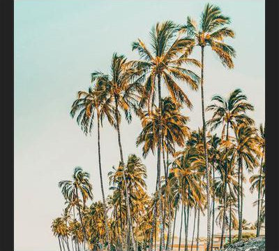 Cuadro Island Life III