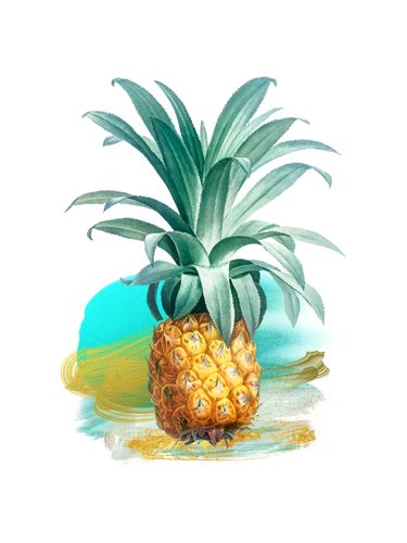 Canvas The Pineapple II