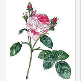 Cuadro Rosa I