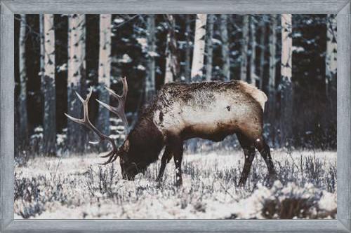 Cuadro Reindeer