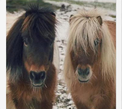 Cuadro Mini Horses in the Snow