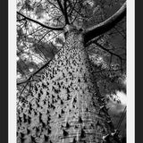 Cuadro Arbol