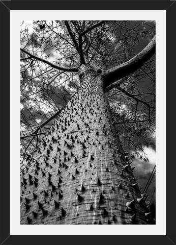 Cuadro Arbol