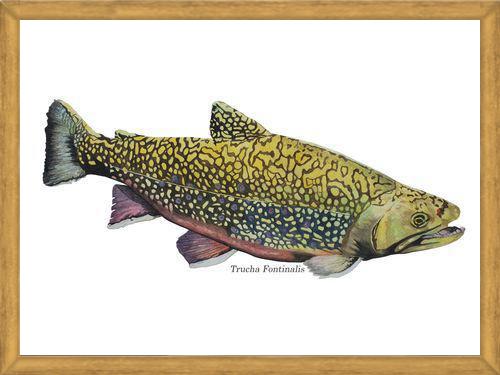 Cuadro Trucha Fontinalis