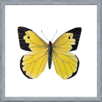 Cuadro Mariposa amarilla Boliviana