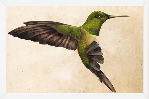 Cuadro Colibrí Verde Acuarela