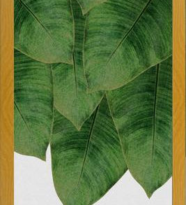 Cuadro Banana Leaf III