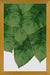 Cuadro Banana Leaf III