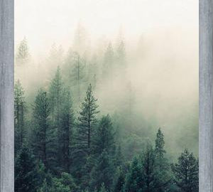 Cuadro The Fog And The Forest II