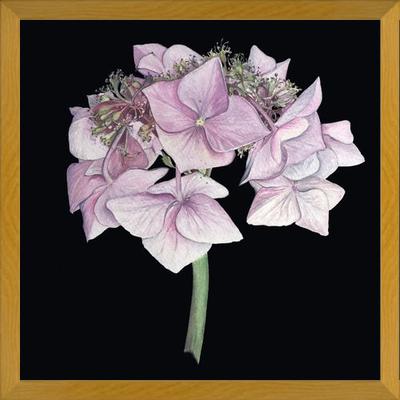 Cuadro Hortensia rosada