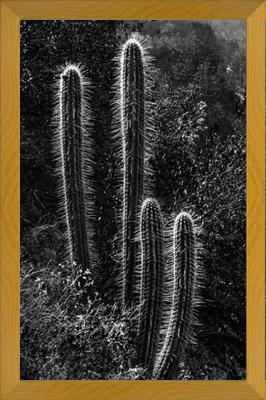 Cuadro Cactus Paisaje