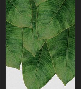 Cuadro Banana Leaf III