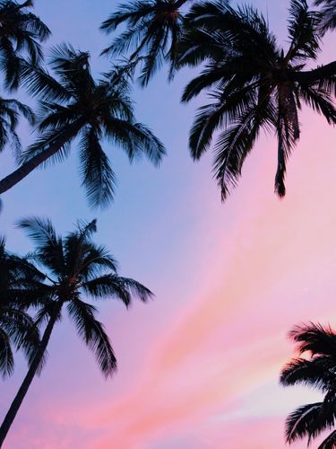 Canvas Sunset Palms